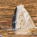 whale_humpback_h_00144_dom2187rv.jpg